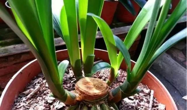 特别|这5种花养家里,既观叶又观花,关键还“有益”健康