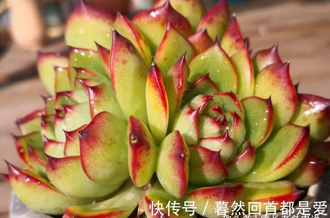 买的多肉专用土不透水?可能是假的,还不如跟老肉友学习自己配土