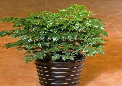 有钱人最喜欢的3种花草,能促进住宅风水,摆放位置大有讲究