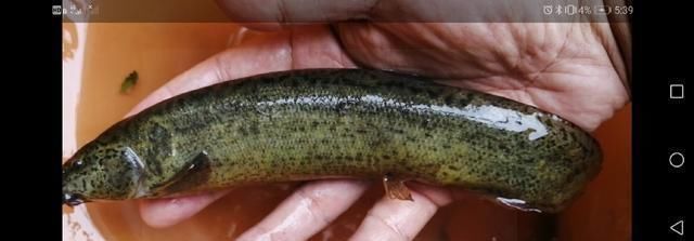 鱼钩|野钓时时有惊喜,闷杆钓居然上奇货,惊喜惊喜