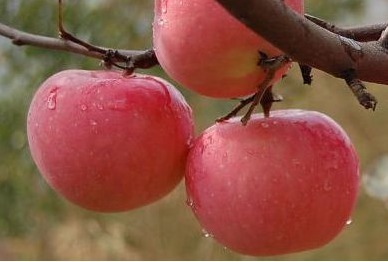 医生|晚上吃苹果等于“吃病”,医生健康不可小觑,吃错一身病