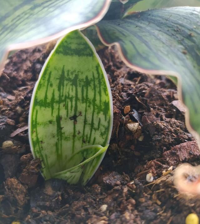 居然|虎皮兰对花盆居然有选择,选对花盆,虎皮兰抽芽快不烂心