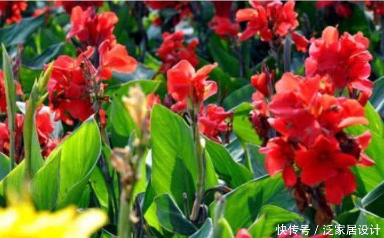 4种花超美的,花期超长的,一开就是200多天,好养又漂亮