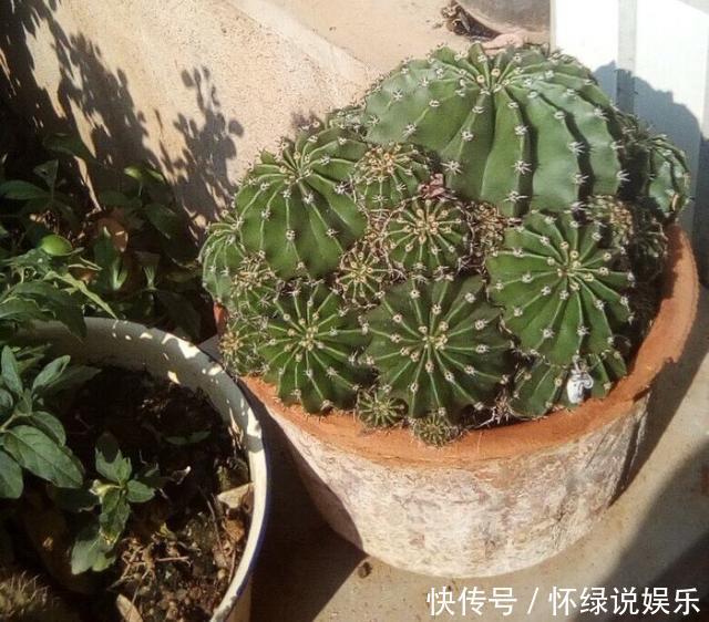 玉翁|5种“盆栽”，十天半月不理它，也能长，浇点水长爆盆，太省心了