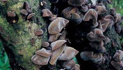 黑豆|女人白发多不用慌, 平时多吃这几样, 不用染白发慢慢变黑发