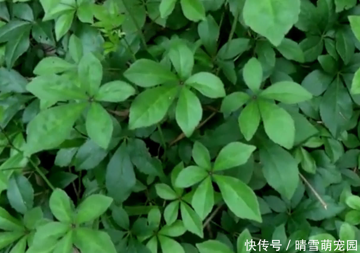 农村|农村大妈在路旁采野菜，说是一小把能卖10块钱，你们吃过吗