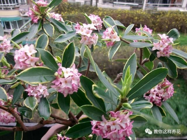 花香味|阳台就养这些花,花香味浓,久聚不散,香味飘满屋!
