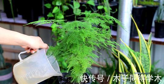 养花|新手养花“黑名单”,买了也养不活,谨慎买这些花