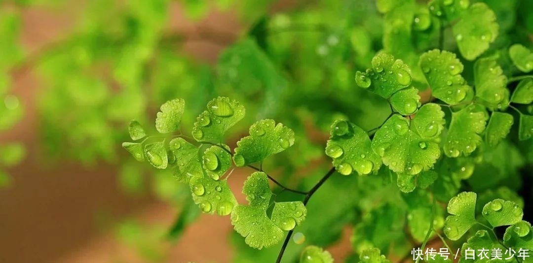 比，花，还，好，看的观叶植物，你知，道几种？