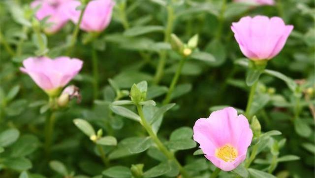 火锅|查出甲状腺结节,这些食物请撤离饭桌,吃得越多结节越大