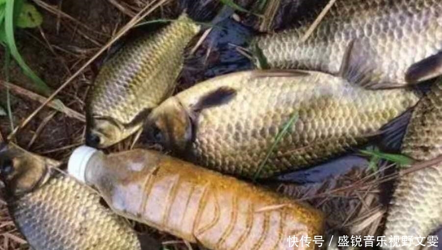 饵料|一遇水流就想收竿不钓?别傻了,试过这3招的人,绝非等闲之辈
