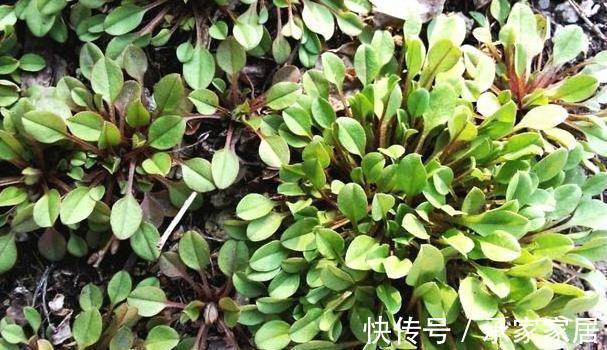 野菜|此野菜长在田野,吃起来有一股黄瓜的清香,还可健胃消肿保健康!