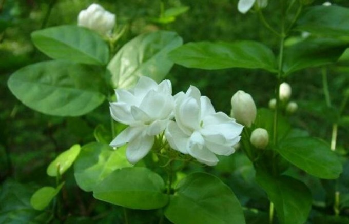 做好|想要“茉莉花”开花多,做好“三点”,轻松爆满盆,满屋飘香!