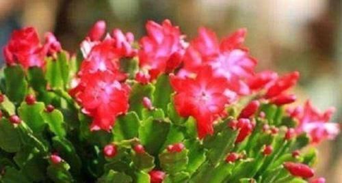 蟹爪兰|蟹爪兰盆里加点这个好东西,不烂根、不黄叶,花朵开满盆!