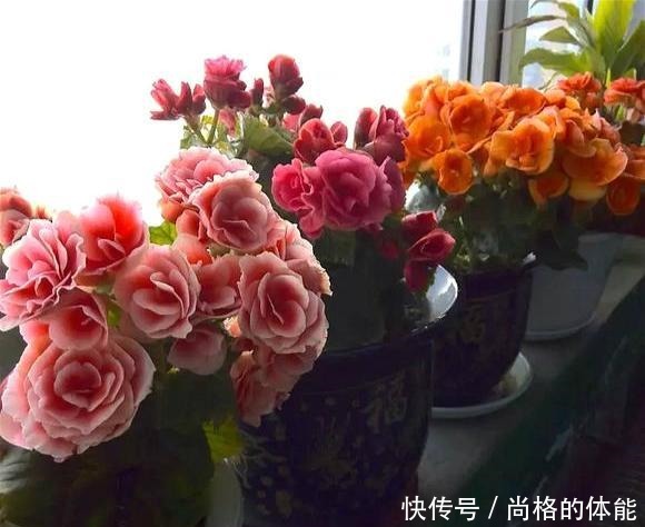 一到冬天就开挂，养在室内“疯狂”开花，花朵跟“玫瑰”一样漂亮！