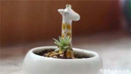 高温引起的多肉黑腐该怎么解决?如何预防黑腐病一定要知道!