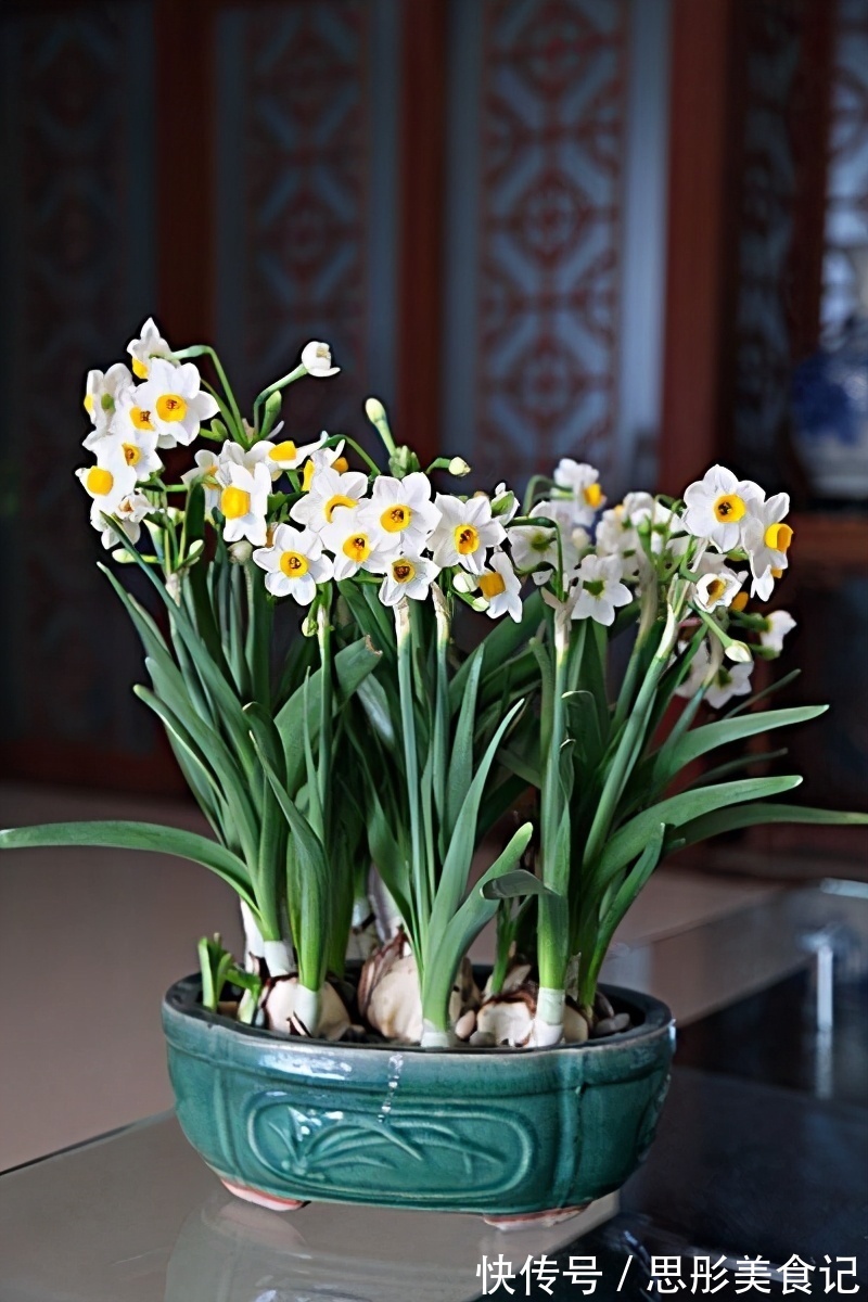 8种“富贵花”自带好运,花大优美,能养几十年,能值很多钱