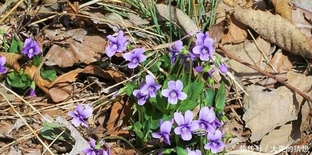  小孩|人称“地黄瓜”包饺子味道好，乡下小孩都吃过，可惜沦为杂草