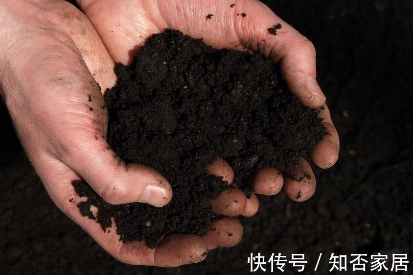 叶片|不注意这些细节，罗汉松越养越丑，养罗汉松必学的常识