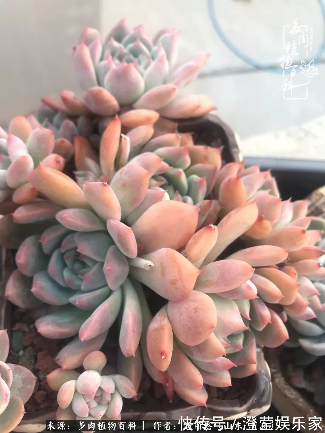 吉娃娃|我和我的“多肉恋人”,怎么样有没有惊艳到你!