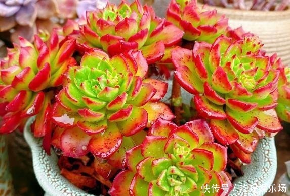 肉肉|这个季节的多肉,养来养去,还是要露养才会美起来!