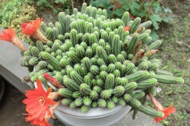 阳台养一盆此植物,不怕晒不怕旱,比仙人掌美,开出朵朵红花