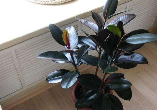 这东西“家家有”,给橡皮树埋花盆里,橡皮树疯长,叶片大又亮