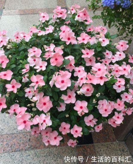 10种喜阳的漂亮花，家里采光差别乱养，不然长势差难开花