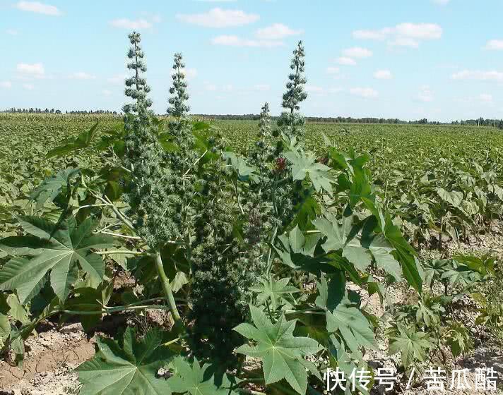 药王|7种带刺的野草个个是药王,化痰止咳、消肿解毒,但要注意第5种