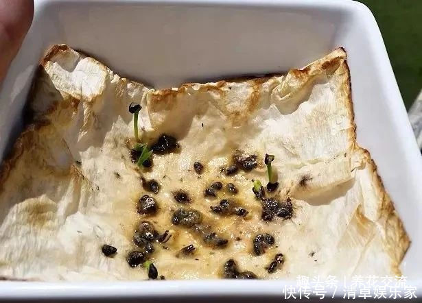 可爱|水果吃剩下的果核养成窗台上可爱的盆栽,你尝试过哪种