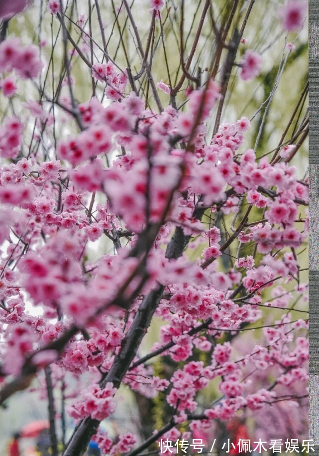 县学|夫子庙的贡院，建于宋朝时期，以前就是县学考试的场所