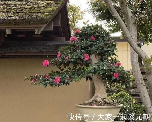 铁树|能养100年的花，养一盆成传家宝，越老越值钱！