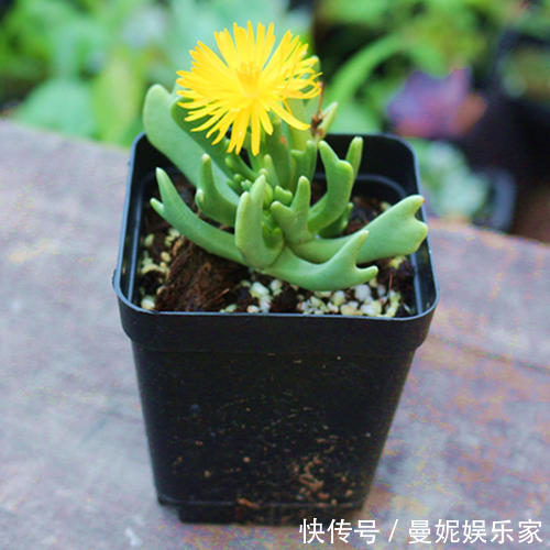 养护|这多肉长的还真怪，像龙虾的“大钳子”，你敢养吗