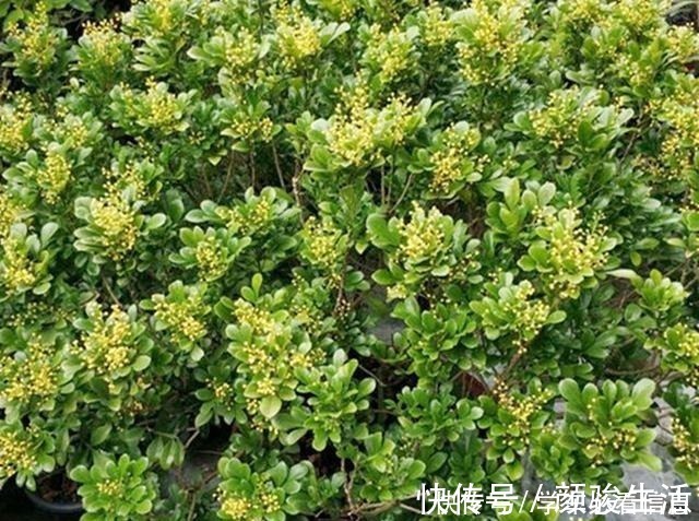 米兰花|不会养米兰花教你3招，让它快快爆盆，开花不断！