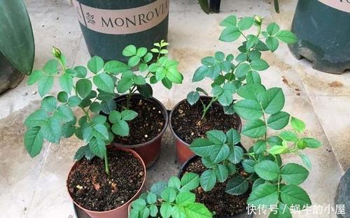花卉|6月适合扦插“2种花”，越热生根会越快，一盆轻松变多盆