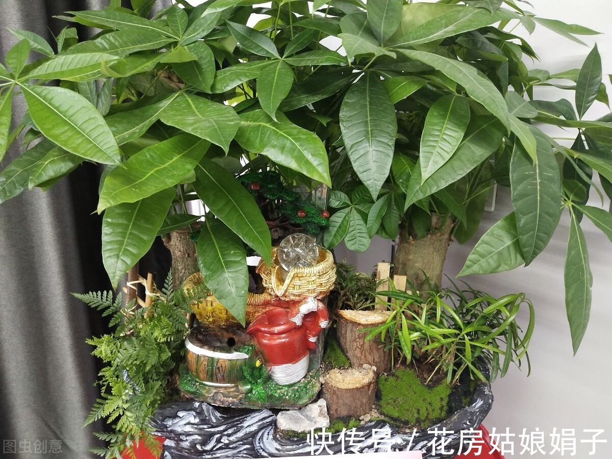 丽格海棠|4种比较难养的花,只有掌握好养护方法,才能枝叶茂盛、花满盆