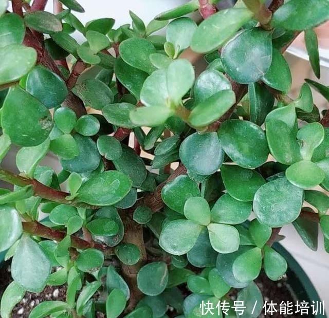 烂根|金枝玉叶怎么浇水这些注意事项要牢记,马虎了很容易出现烂根!