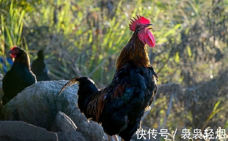 危勇&老农仿《咏鹅》写下《咏鸡》,全诗仅18个字,却斩获国家级文学奖