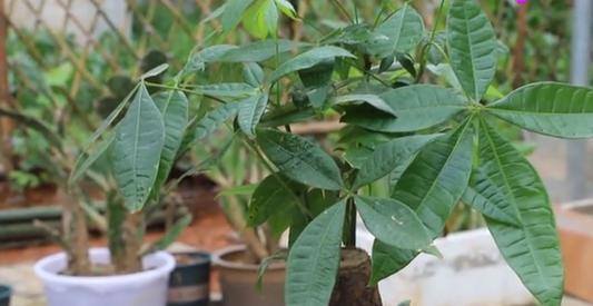 发财树的扦插方法，想要成活率高，技巧要牢记