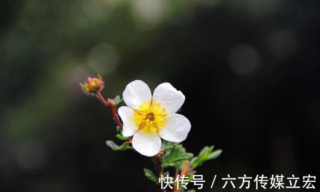 杜鹃花|青海夏季的山坡是这么的美丽，杜鹃花是最好的花