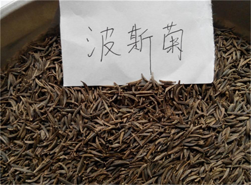 凤仙花|这13种漂亮的花,到了秋天结种子,记得采摘一些,留着明年种