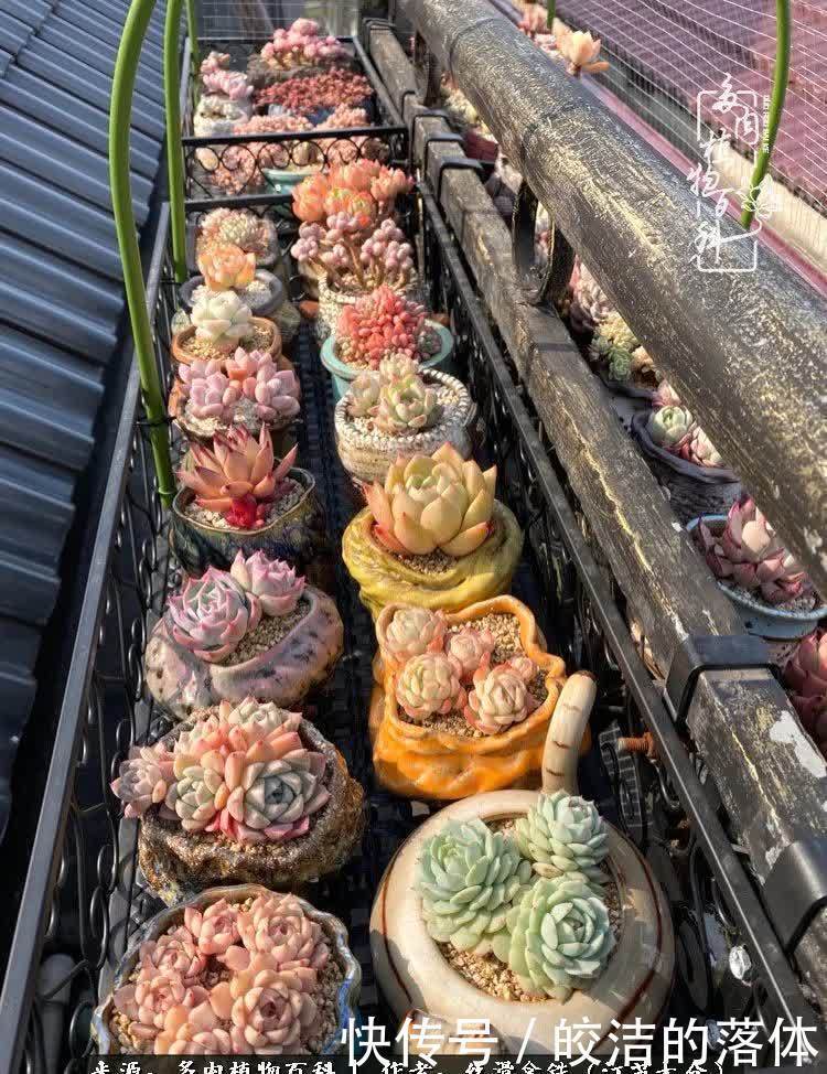 阳光露台多肉,天时地利人和!美肉知时节,当春乃发生!