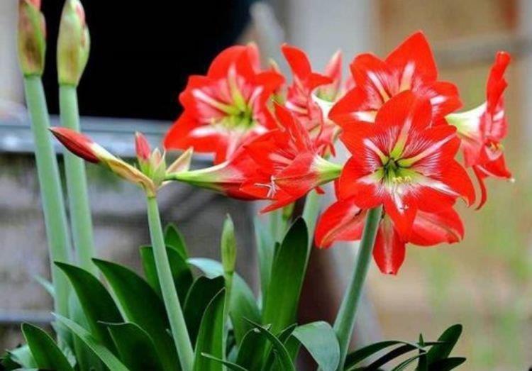 土培|4种花是懒人的最爱,有阳光就爆盆,给点水就疯长,太好养