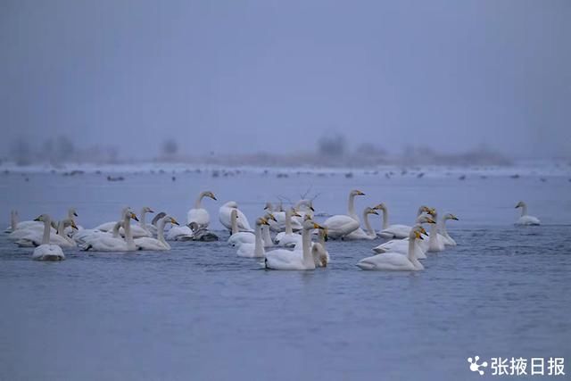 高台湿地|高台湿地大天鹅雪中浪漫起舞湖中游弋