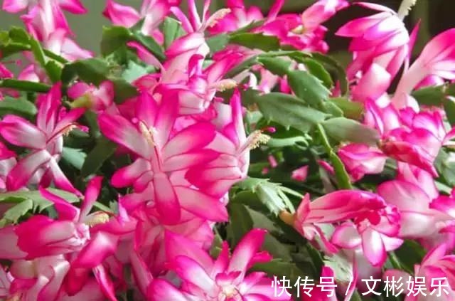 蟹爪兰开花有窍门,学会3个小招,花开不断,爆盆很简单!