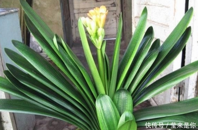 烂根|盆栽植物的最佳肥料,花盆里撒点它,植物根粗叶绿还不生病!