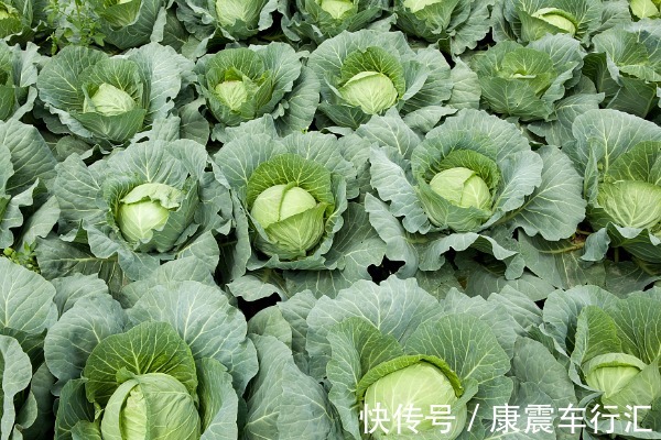 叶酸|“天然叶酸”被找到,准妈妈隔三差五吃,有效促进孩子生长发育