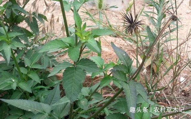 野草|人称“鬼都怕”,常被拔掉,却不知,当前价值极高