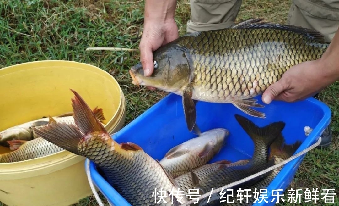 黑坑|被钓过的鱼还会吃鱼饵吗？真相原来是这样！