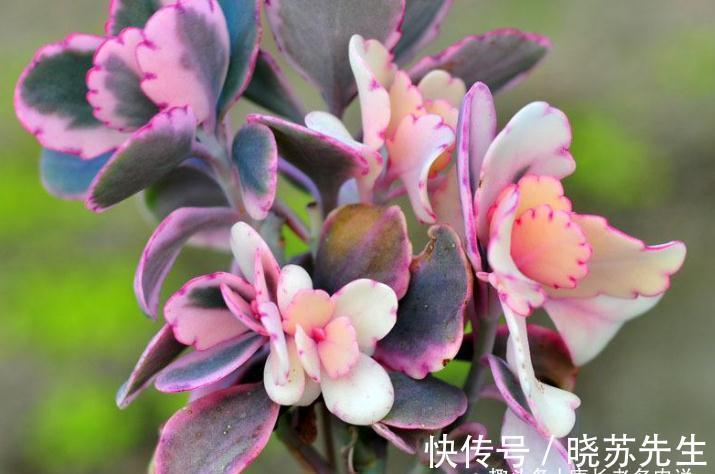 多肉蝴蝶之舞,微风拂过时,其叶片就像翩翩起舞的彩蝶,迷煞人也